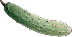 きゅうり